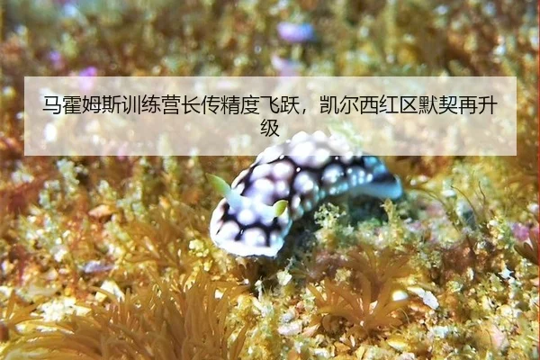 ma-huo-mu-si-xun-lian-ying-zhang-chuan-jing-du-fei-yue-kai-er-xi-hong-qu-mo-qi-zai-sheng-ji-3-446.jpg